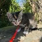 A baby small-sized male Brown / Chocolate Domestic Short Hair cat named Prince for adoption in Newark, DE