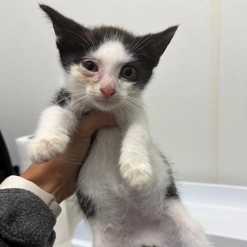 A baby small-sized male Black Domestic Short Hair cat named 26-268 for adoption in North Branford, CT