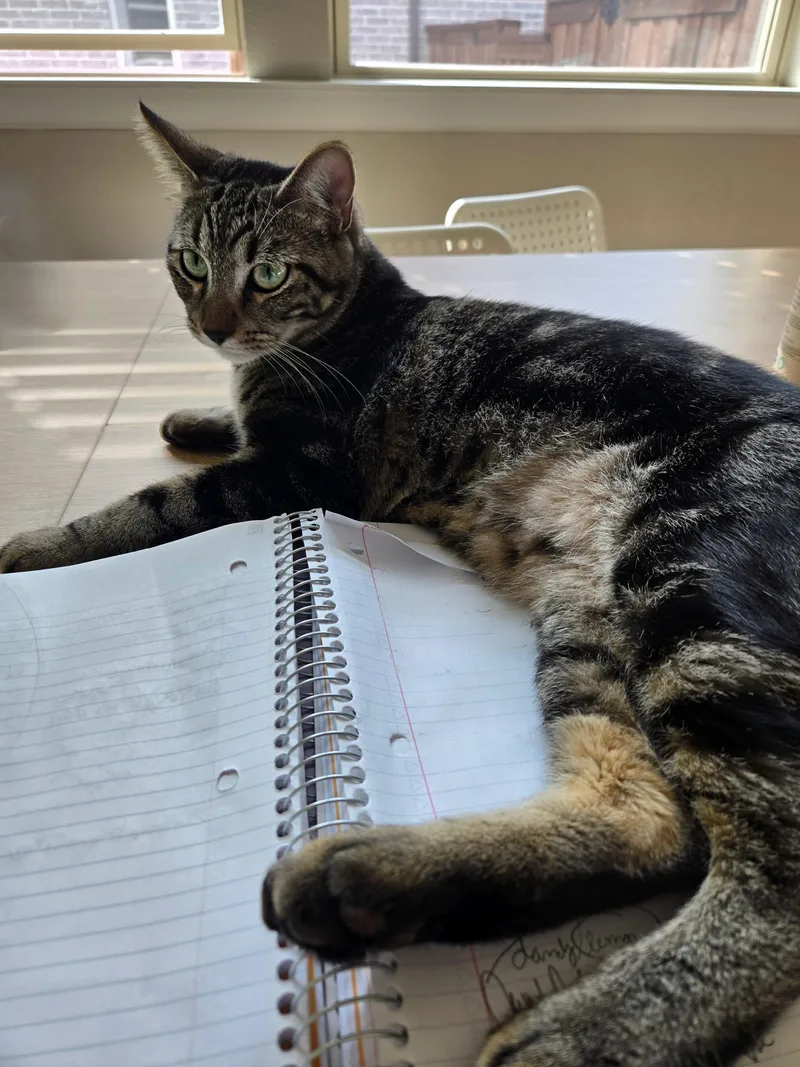 A baby medium-sized male Tabby (Brown / Chocolate) Tabby cat named Jasper Tabby for adoption in Parker, TX
