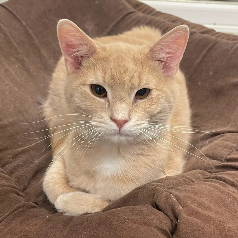 A young small-sized male Domestic Short Hair cat named Ross for adoption in Indiana, PA