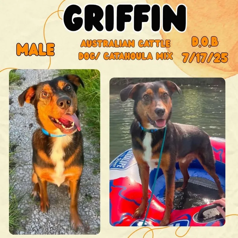 Griffin
