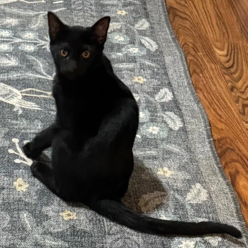 A baby medium-sized male Black Domestic Short Hair cat named Pickle for adoption in San Antonio, TX