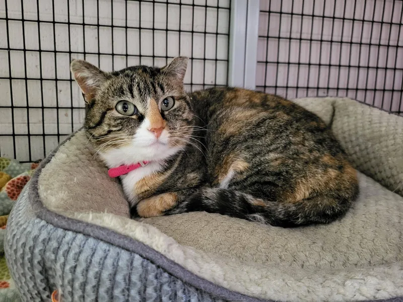 Snickers thumbnail 2