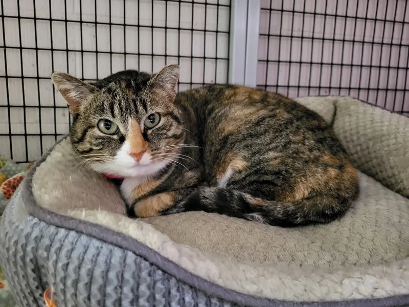 Snickers thumbnail 4