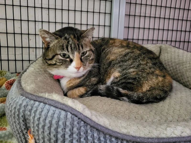 Snickers thumbnail 5