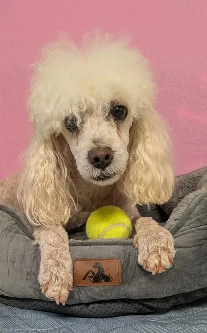 An adult medium-sized female Standard Poodle dog named Nola for adoption in Houston, TX