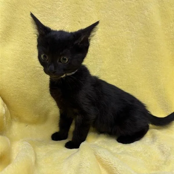 A baby small-sized female Black Domestic Short Hair cat named Venus for adoption in Hawthorne, CA