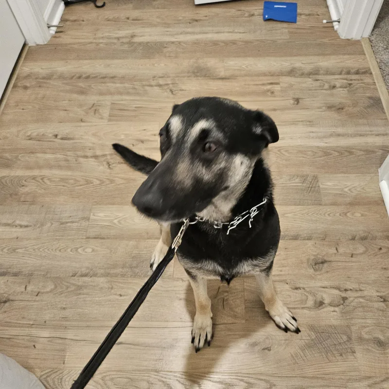 An adult large-sized male Bicolor German Shepherd Dog dog named Smokey for adoption in Roswell, GA