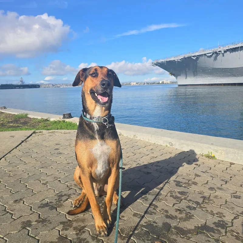 A young large-sized male Doberman Pinscher dog named Travis for adoption in santa monica, CA