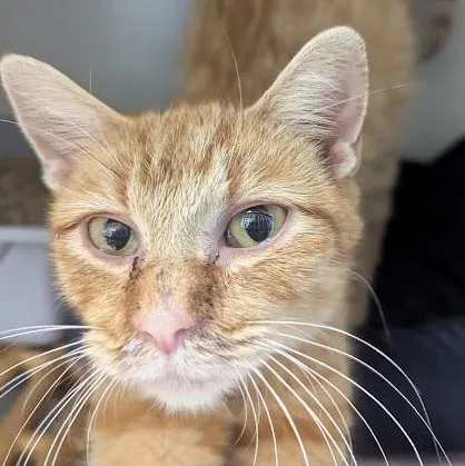 An adult medium-sized female Domestic Short Hair cat named Eevee for adoption in Blue Earth, MN