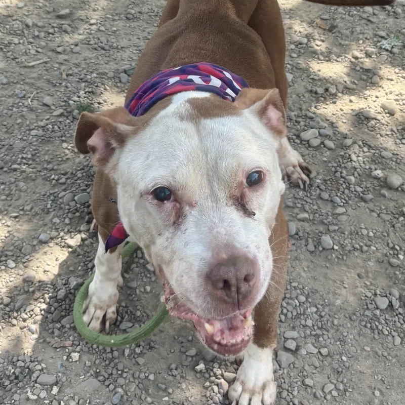 A senior medium-sized female Brown / Chocolate Pit Bull Terrier dog named Ethel for adoption in Buffalo, NY