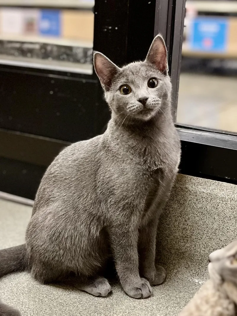 A young medium-sized male Gray / Blue / Silver Russian Blue cat named Blue for adoption in Lawrenceville, GA