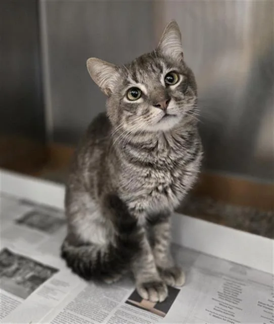 A young medium-sized male American Shorthair cat named Dawn for adoption in Dallas, TX
