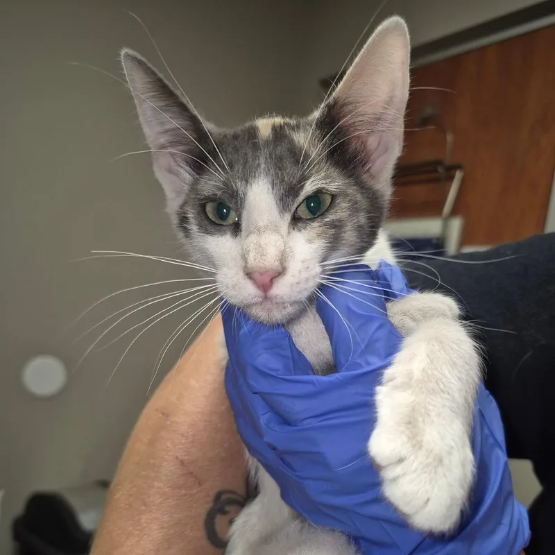 A baby small-sized female Calico Domestic Short Hair cat named Sedona for adoption in Yuma, AZ