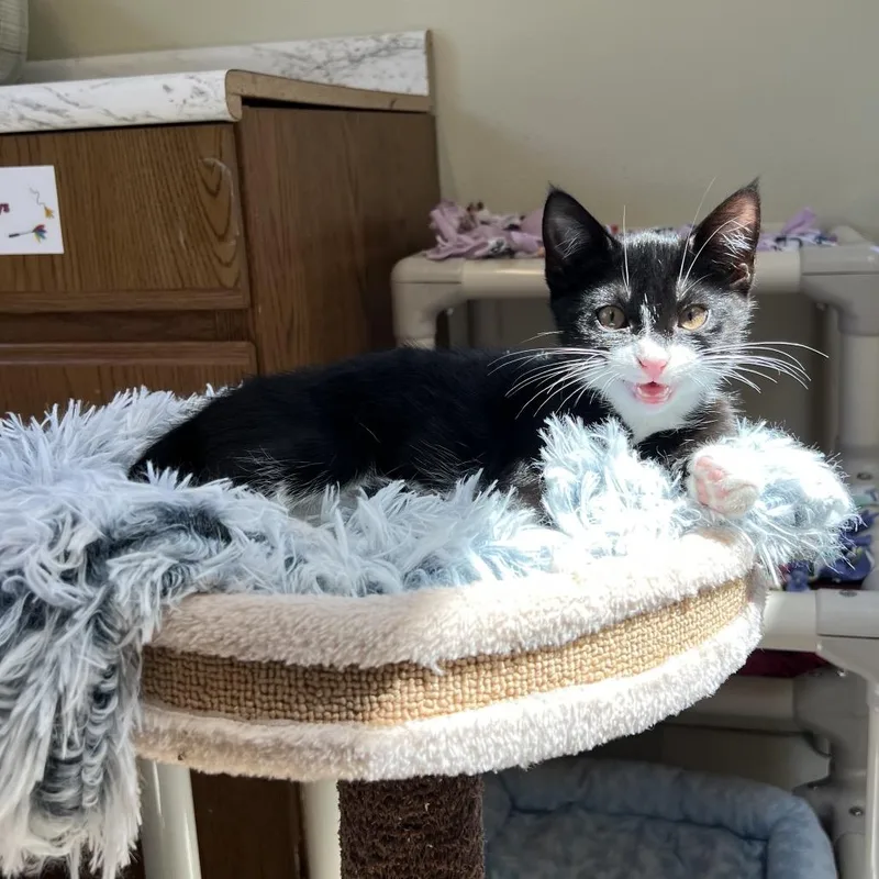 A baby small-sized male Black Domestic Short Hair cat named Jam for adoption in Delaware, OH