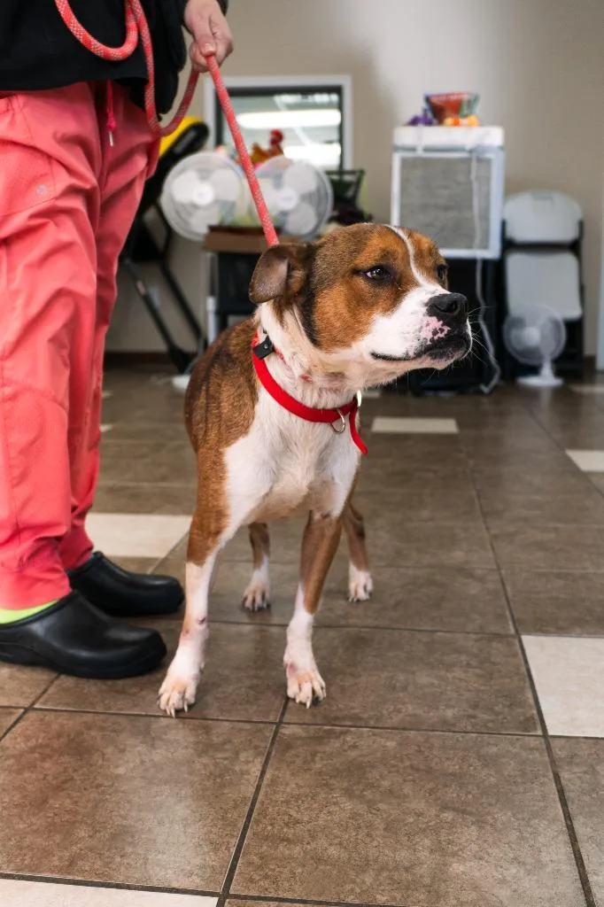 An adult medium-sized male Boxer dog named Harley for adoption in Mocksville, NC
