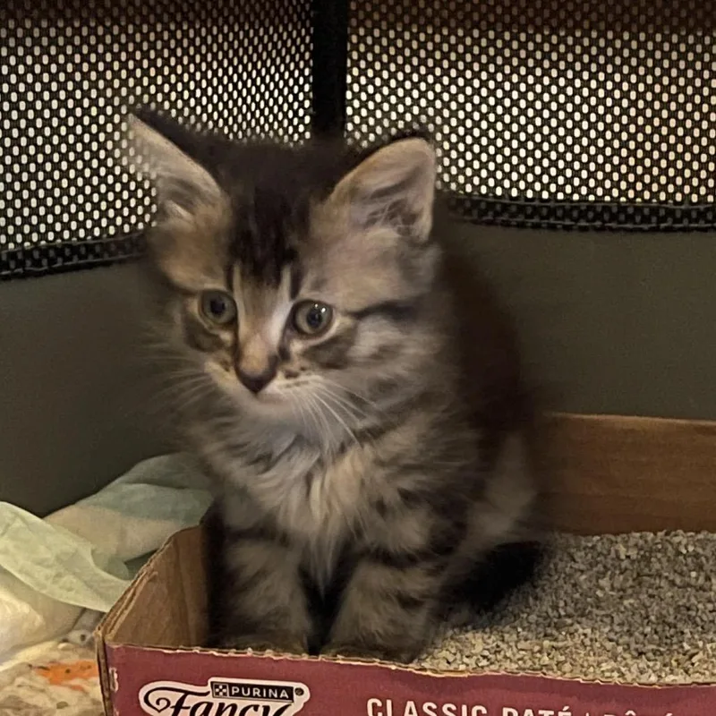 A baby small-sized male Domestic Long Hair cat named Bomb Pop for adoption in Canton, IL