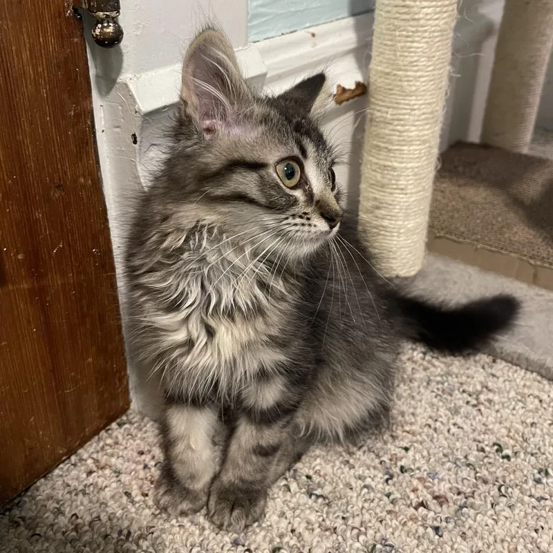 Bomb Pop thumbnail 2