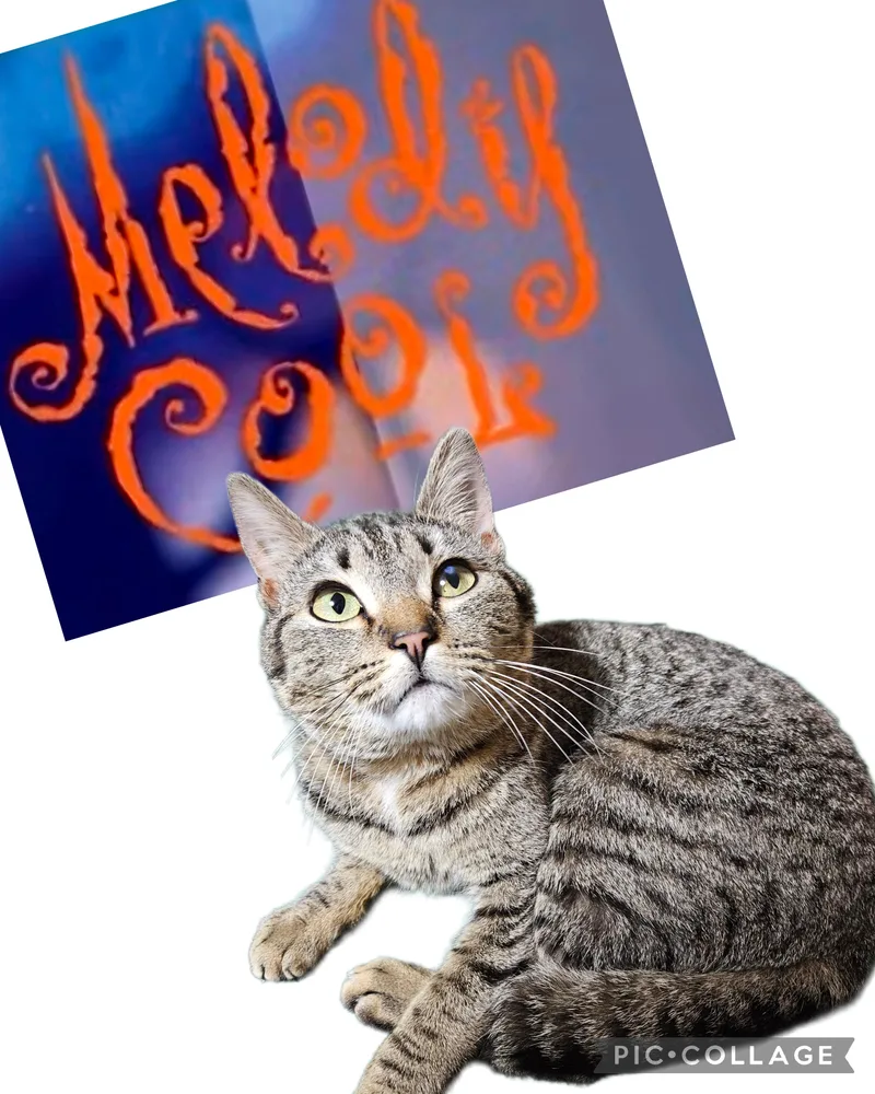 A young medium-sized female Brown / Chocolate Tabby cat named Melody Coollap Cat for adoption in Berlin, CT