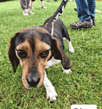 An adult small-sized female Beagle dog named Cher for adoption in West Decatur, PA