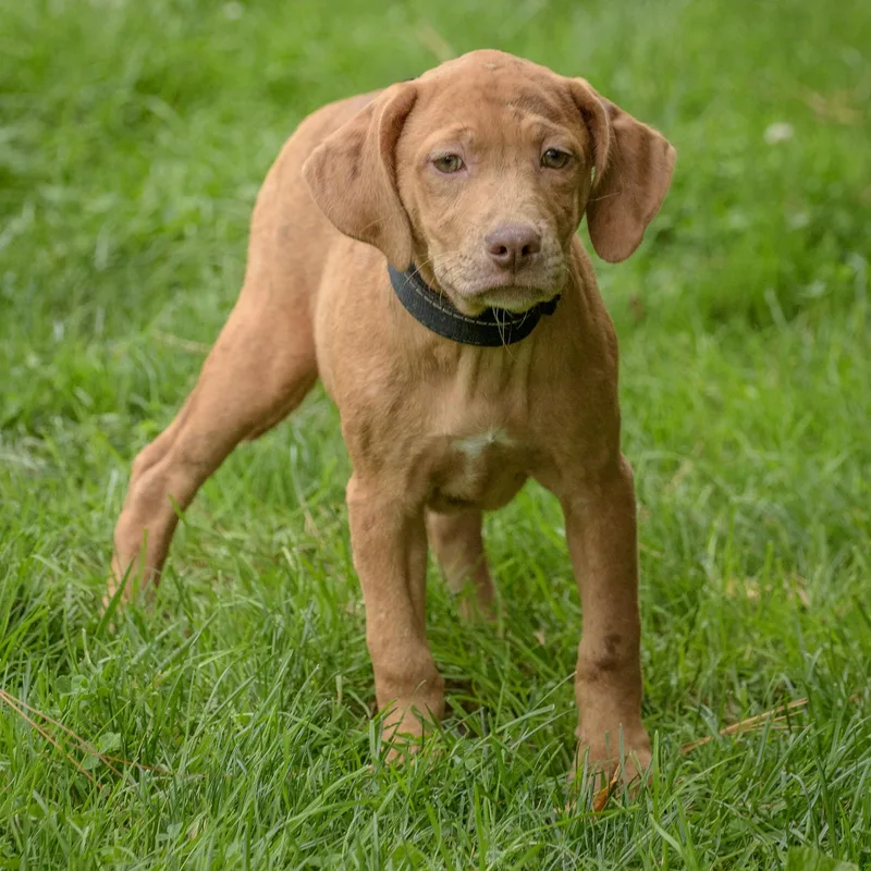 A baby medium-sized female Red / Chestnut / Orange Hound dog named Blair for adoption in Lambertville, NJ