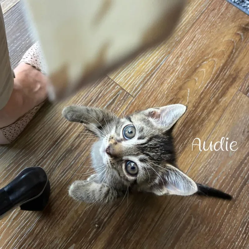 Audie