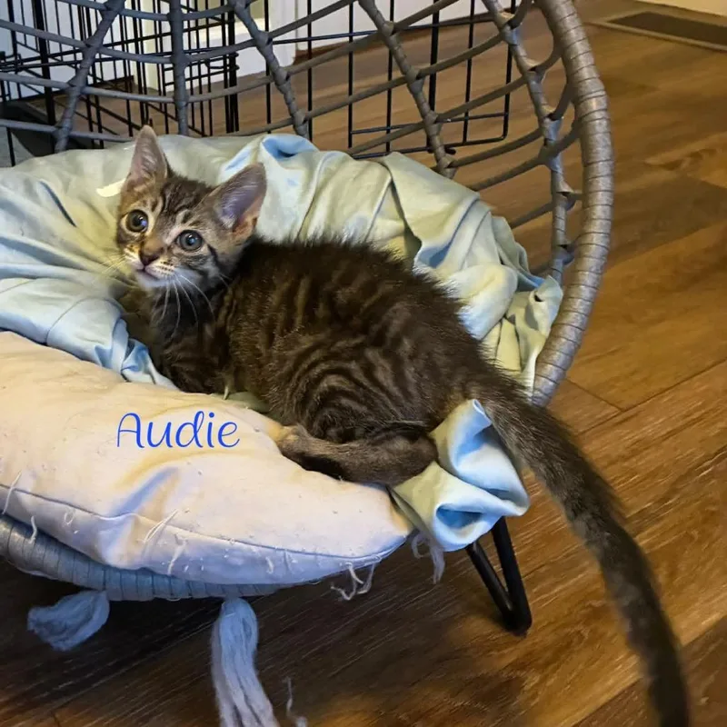 Audie thumbnail 2