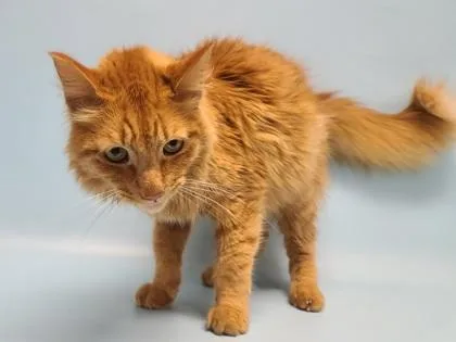 An adult small-sized male Domestic Long Hair cat named Lorax for adoption in Golden Valley, MN
