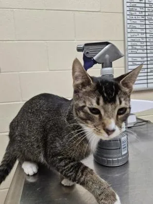 A baby medium-sized female Domestic Short Hair cat named Estrella for adoption in Westland, MI