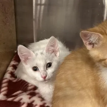 A baby small-sized female White Domestic Short Hair cat named Starfire for adoption in Davenport, IA
