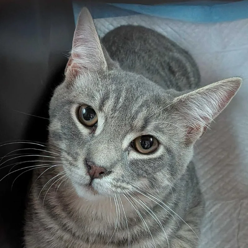 A baby medium-sized male Gray / Blue / Silver Domestic Short Hair cat named Satin for adoption in Kennebunk, ME