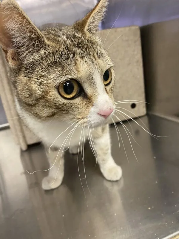 A young small-sized female Domestic Short Hair cat named Hilda for adoption in Victorville, CA