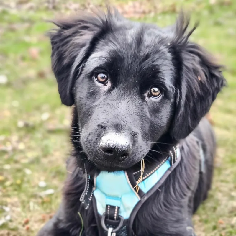 A young large-sized male Black English Shepherd dog named Prints for adoption in Union City, PA