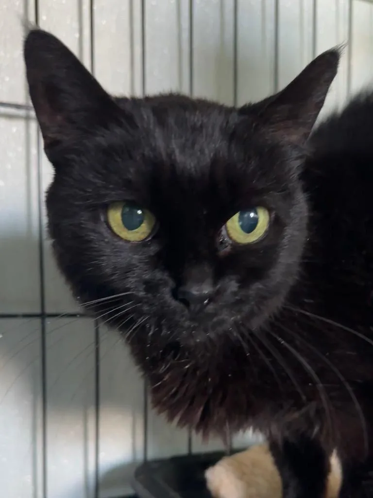 A senior medium-sized female Domestic Short Hair cat named Katie Boo for adoption in Cumberland, ME