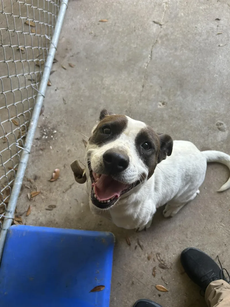 An adult medium-sized female White / Cream American Bully dog named Autrey for adoption in Prichard, AL