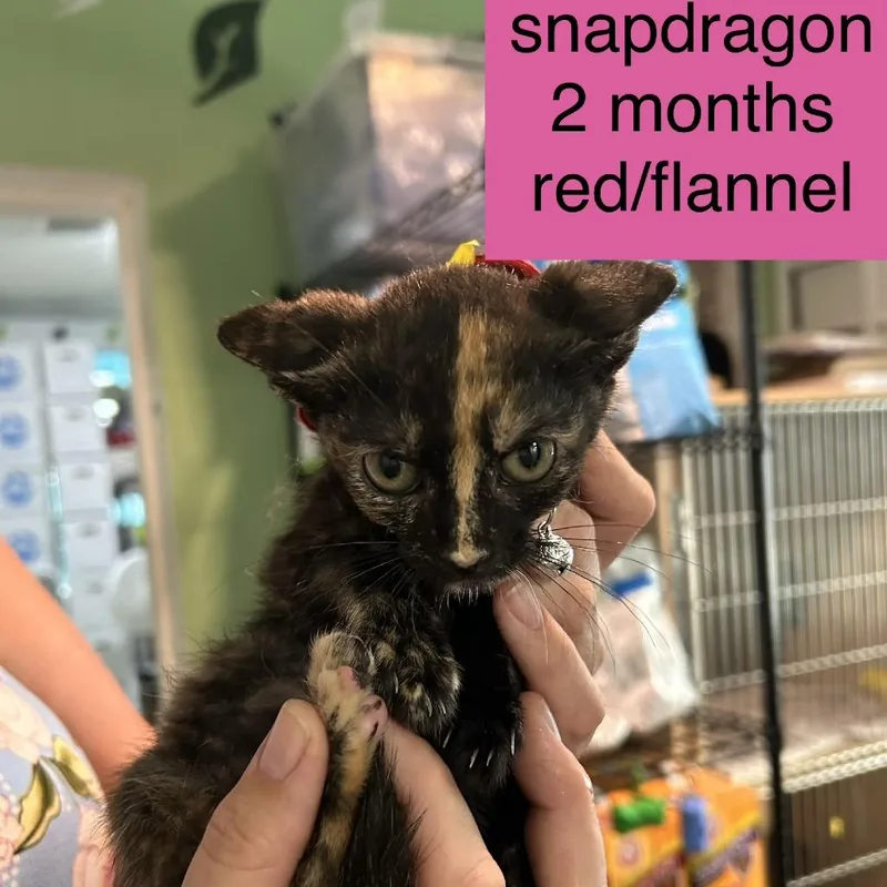 Snapdragon