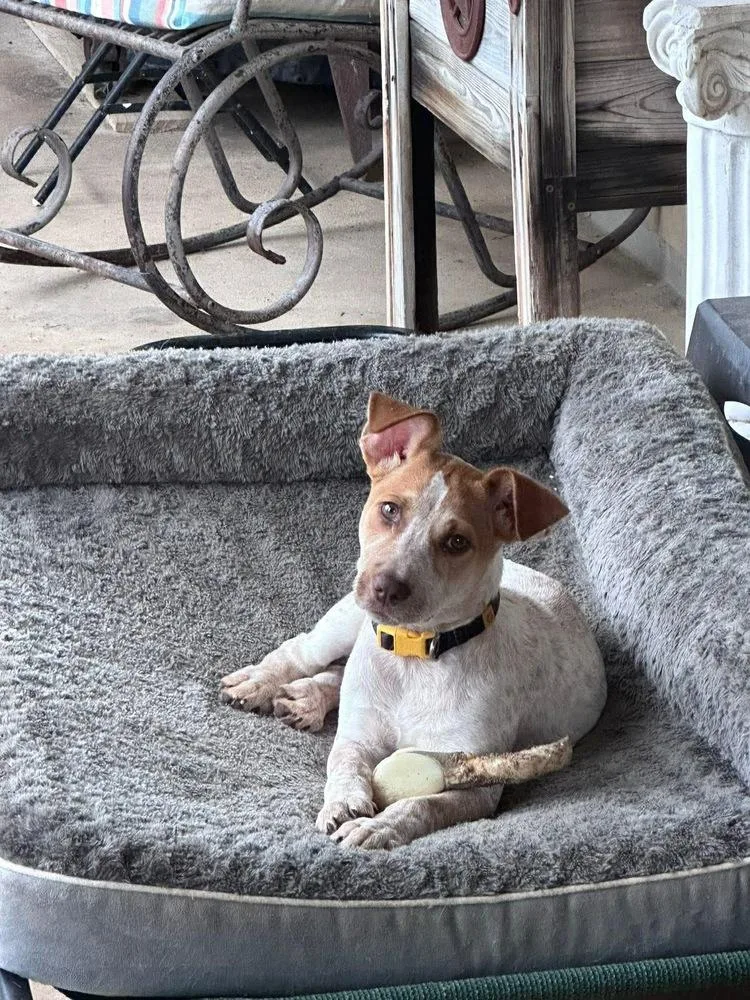 A baby medium-sized female Tricolor (Brown, Black, & White) Cattle Dog dog named Rosie for adoption in Rockland, WI