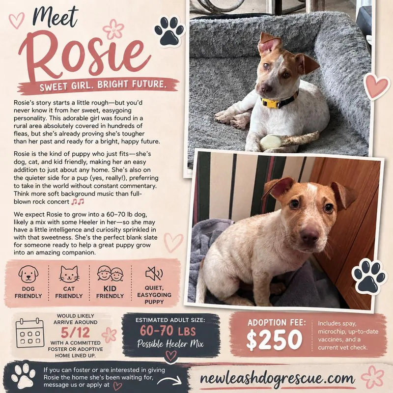 Rosie thumbnail 3