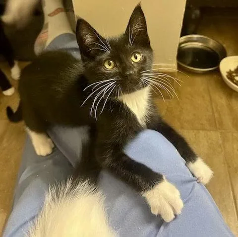 A baby medium-sized male Tuxedo cat named Nettle for adoption in Phoenix, AZ