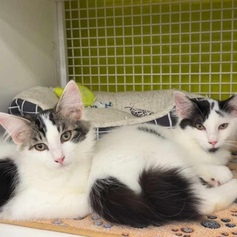A baby medium-sized male Black & White / Tuxedo Norwegian Forest Cat cat named Bobtail for adoption in Los Angeles, CA