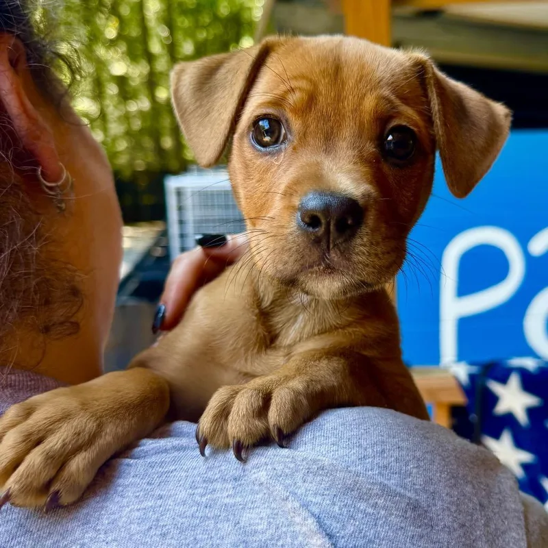 A baby medium-sized female Yellow / Tan / Blond / Fawn Mixed Breed dog named Kya for adoption in Decatur, GA