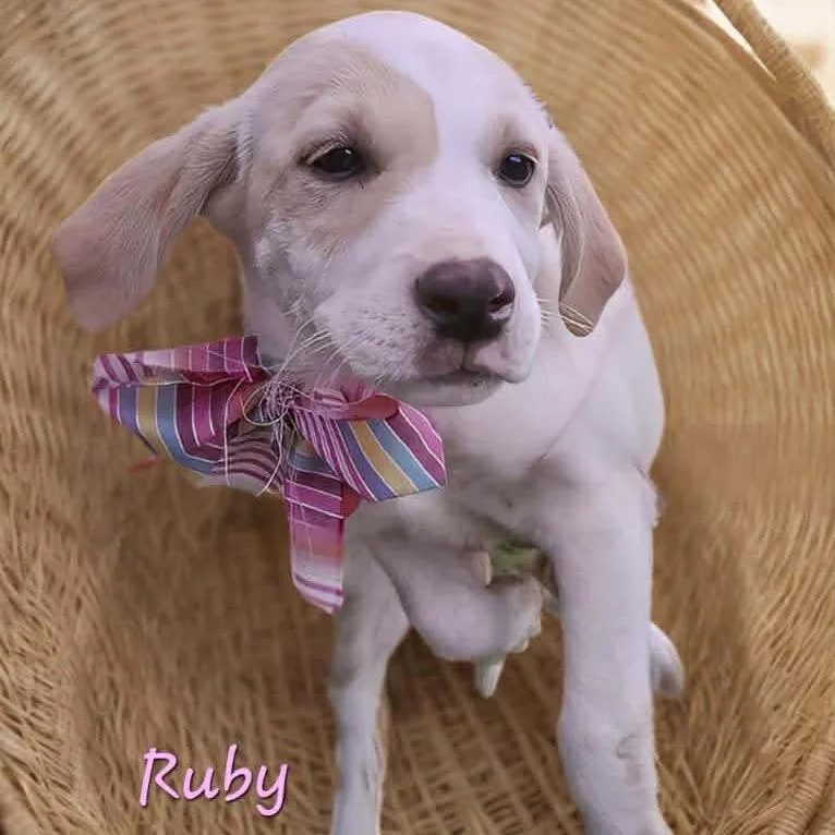 Ruby thumbnail 5