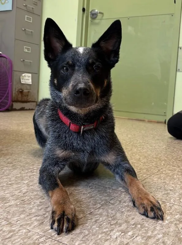 An adult medium-sized male Black Cattle Dog dog named Graham for adoption in Warren, PA
