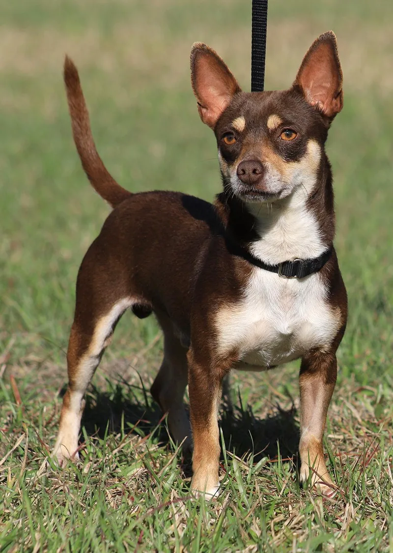 A young small-sized male Chihuahua dog named Uno for adoption in North Fort Myers, FL