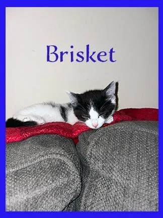 A baby medium-sized male Domestic Short Hair cat named Brisket for adoption in Hoover , AL