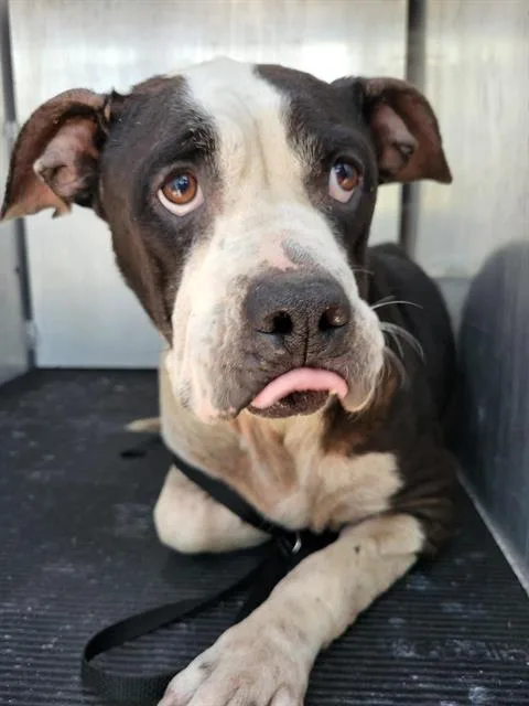 An adult medium-sized female American Staffordshire Terrier dog named Donna N. Coffee for adoption in San Antonio, TX