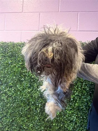 A senior small-sized female White / Cream Mixed Breed dog named 61687676 for adoption in El Paso, TX