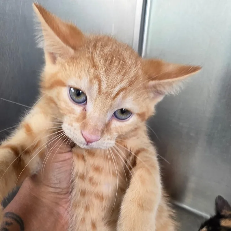 A baby small-sized male Orange / Red Domestic Short Hair cat named Danny for adoption in Leander, TX
