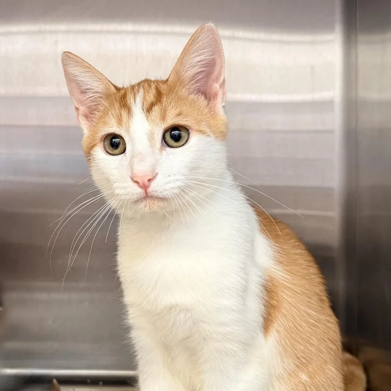 A baby medium-sized male Orange / Red Domestic Short Hair cat named Pixel for adoption in Palm Springs, CA