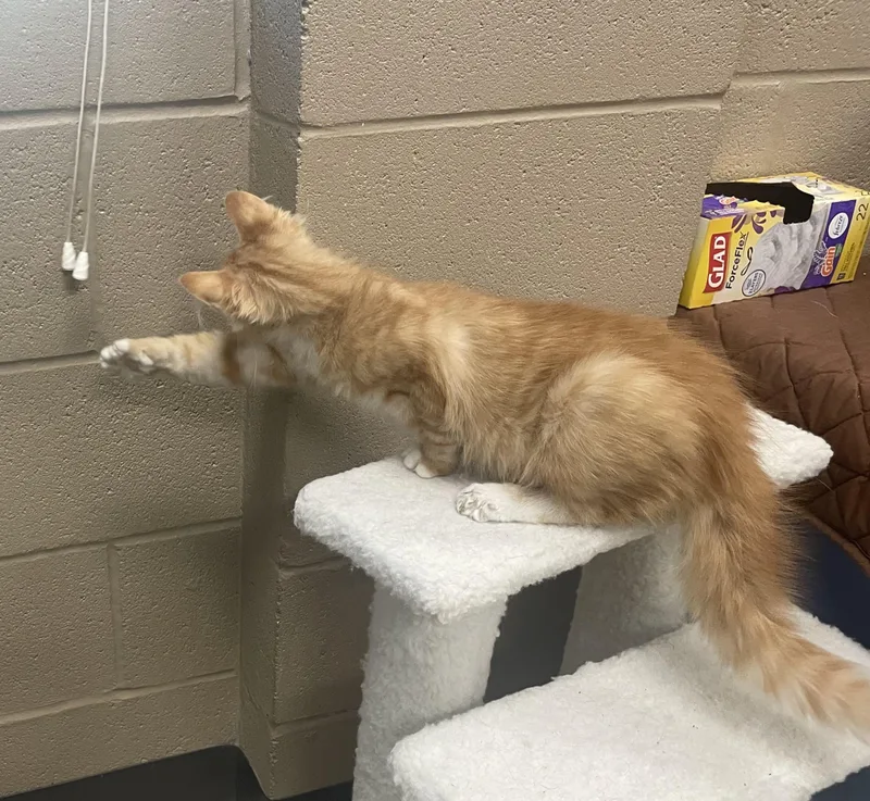 Marmalade thumbnail 2